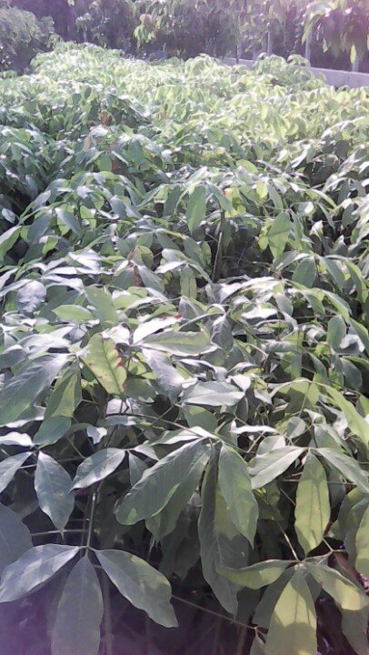 Giống lai hoa 952 hai tuần lá