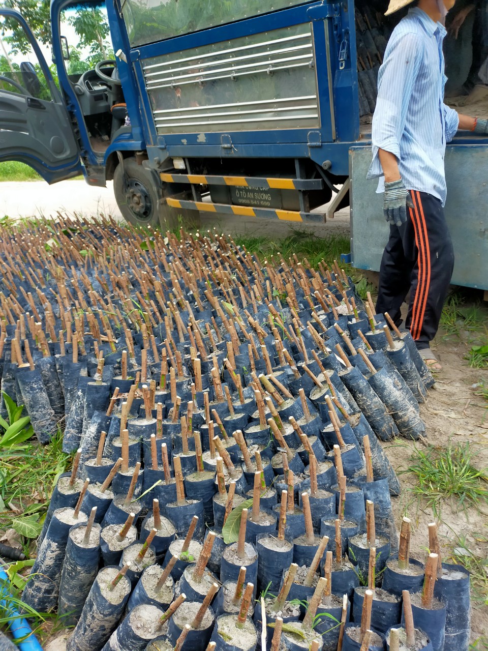 Cao su giống siêu mủ