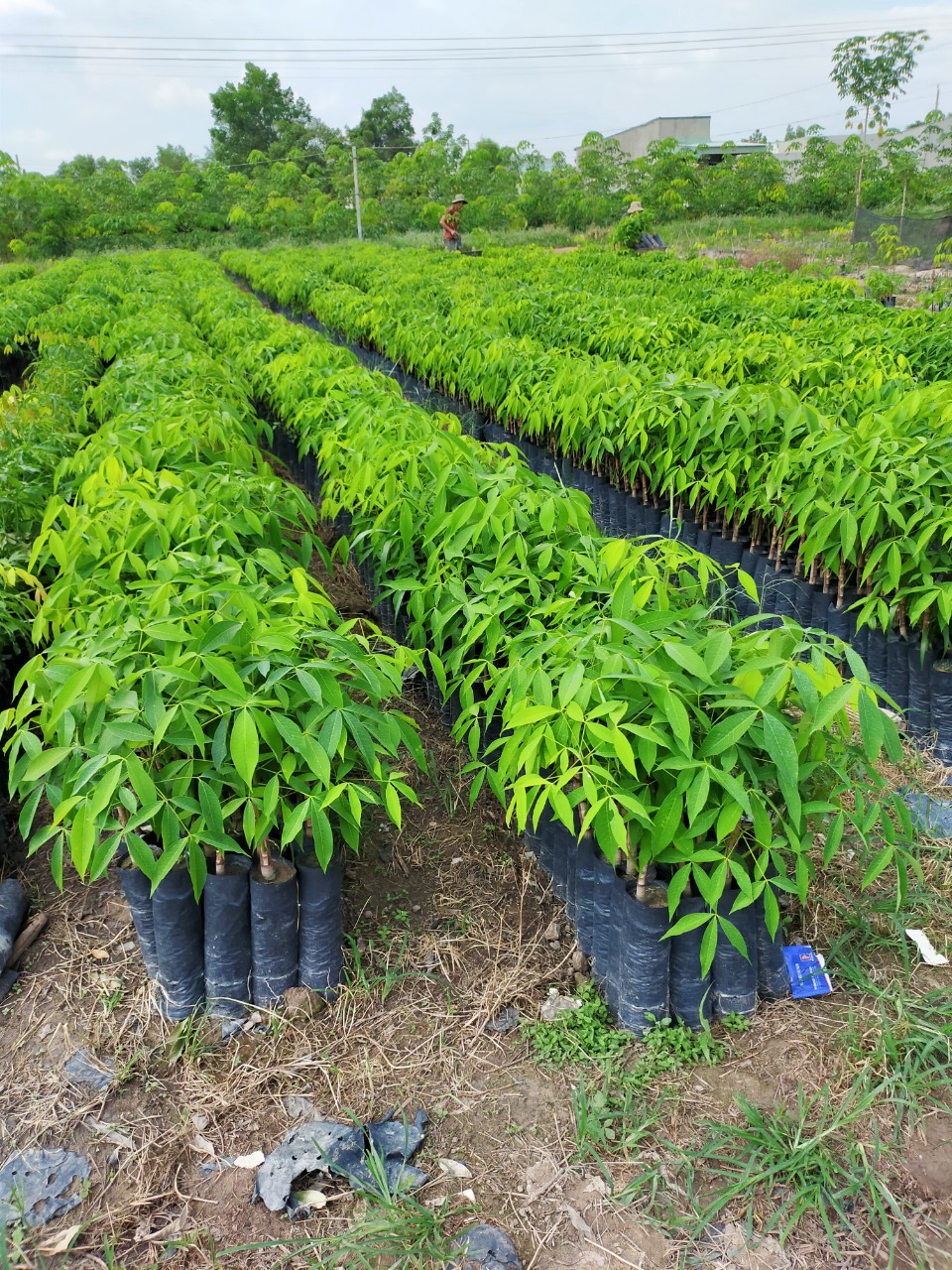 Cao su giống giá tốt